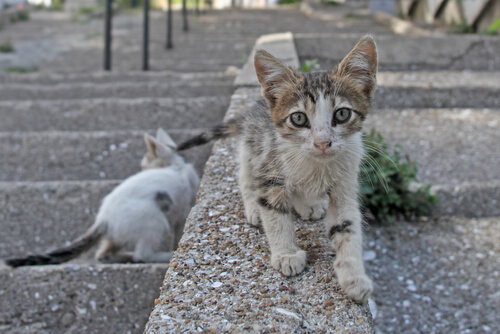 ¿Pueden multar por alimentar a gatos callejeros?