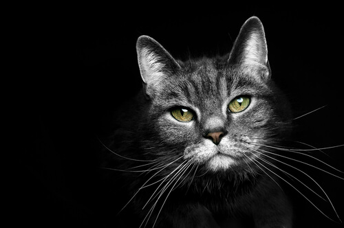 ¿Para qué sirven los bigotes del gato?