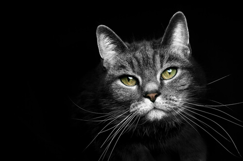 9 curiosidades sobre el gato nocturno