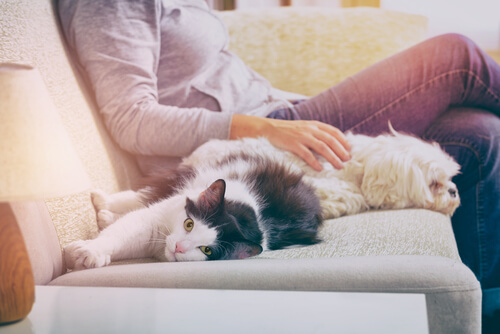 Obligaciones legales en torno a la tenencia de una mascota en el hogar