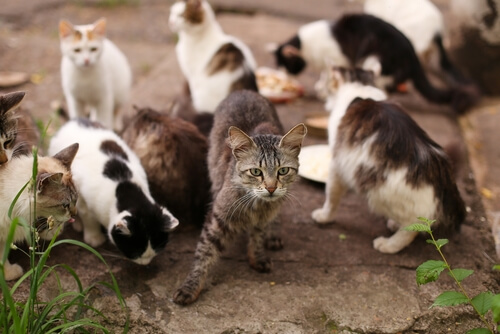 Grupo de gatos callejeros esperando comida.