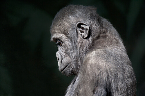 El duelo en los primates y otras especies