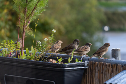 Cuidar las aves urbanas: pajareros en cuarentena