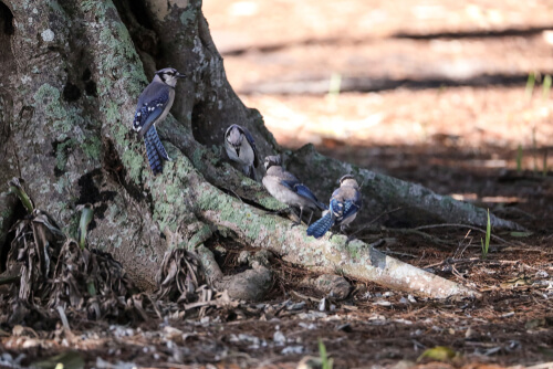 Grupo de arrendajos al pie de un árbol.