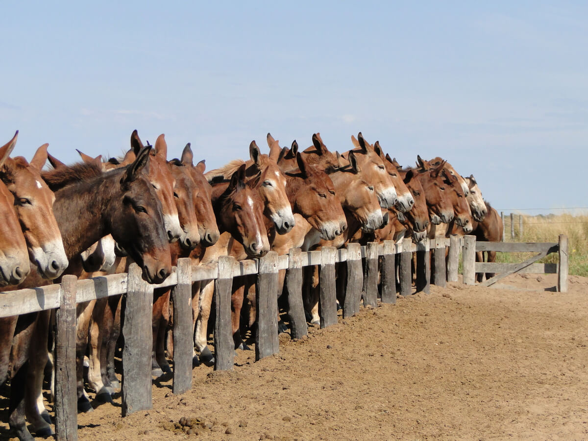Grupo de mulas en un establo.