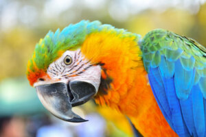 La guacamaya: un ave muy inteligente
