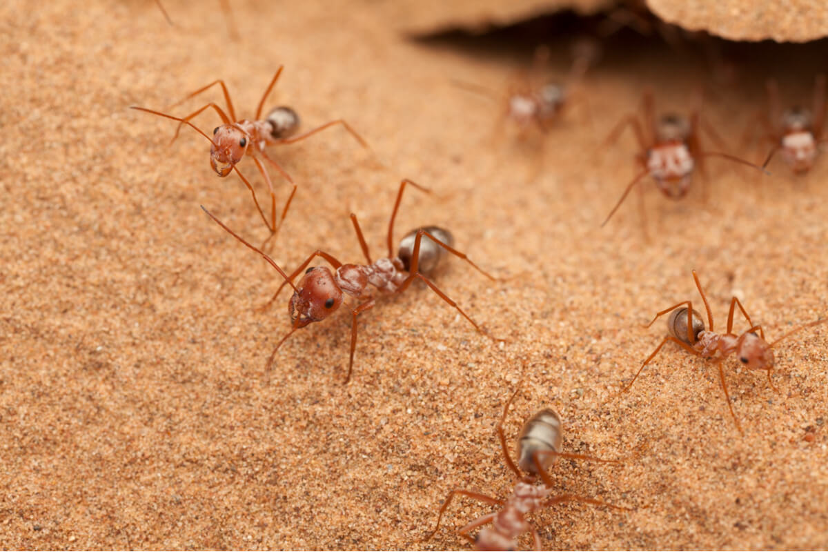 Unas hormigas del desierto.