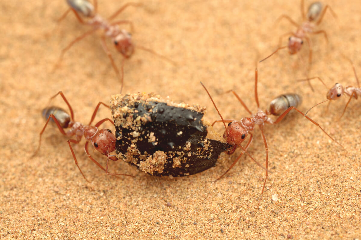 Animales ectotermos y endotermos.
