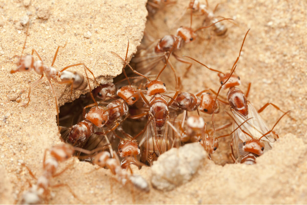 Sub-Saharan silver ants.