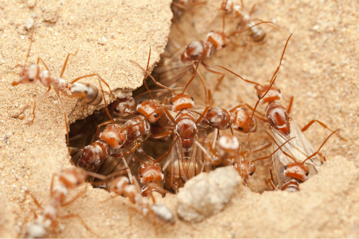 Subsahara-Silberameisen.