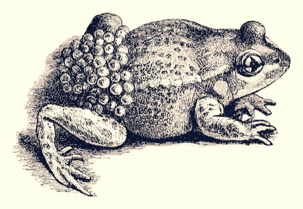 Ilustración del sapo partero común.
