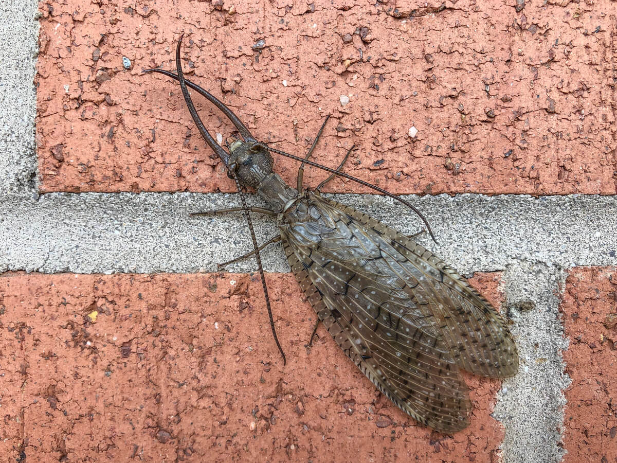 Un insecto de aspecto amenazador.