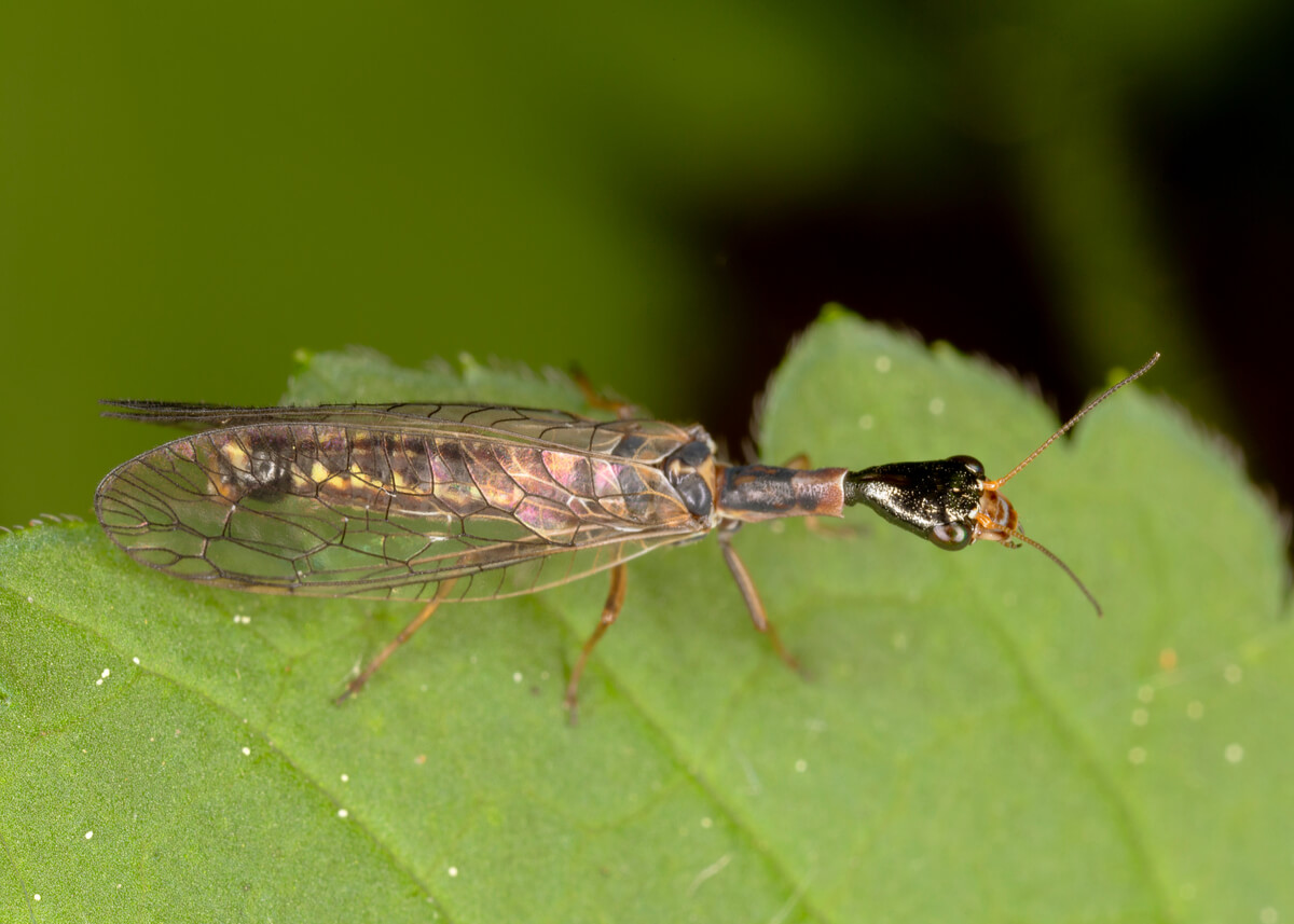 Los rafidiópteros son insectos controladores de plagas.