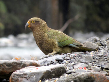 Nestor notabilis, el loro con hambre de saber