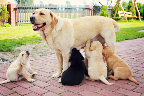 Labradora amamantando cachorros.