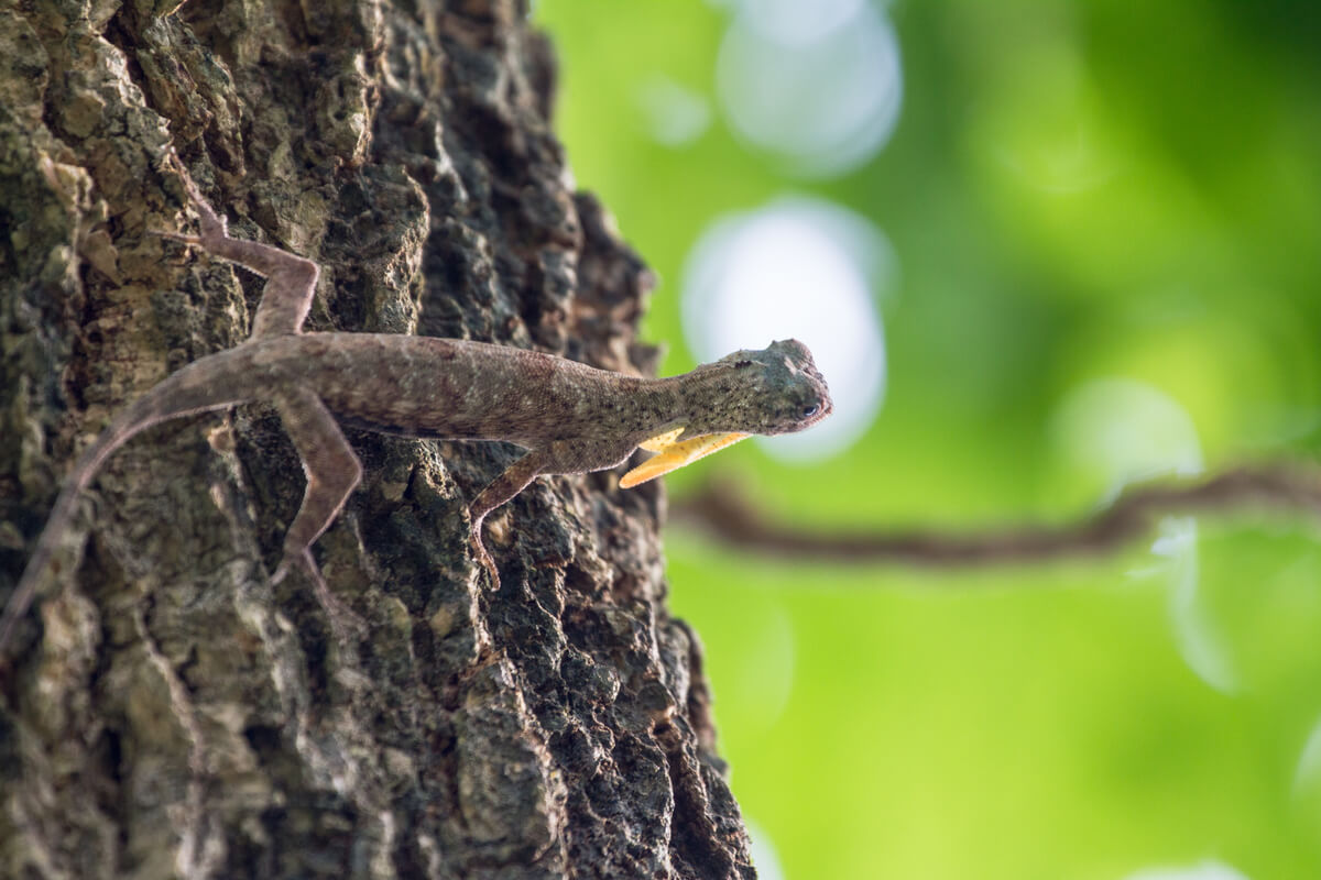 Uno degli animali esotici che sembra un drago.