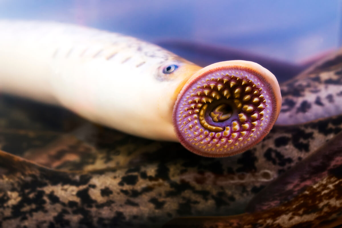 Mouth of a lamprey.