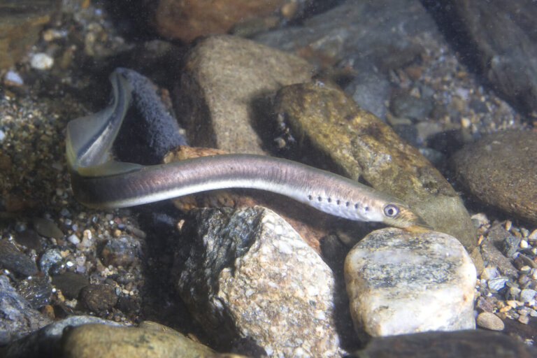 Agnatos o peces sin mandíbula: todo lo que debes saber