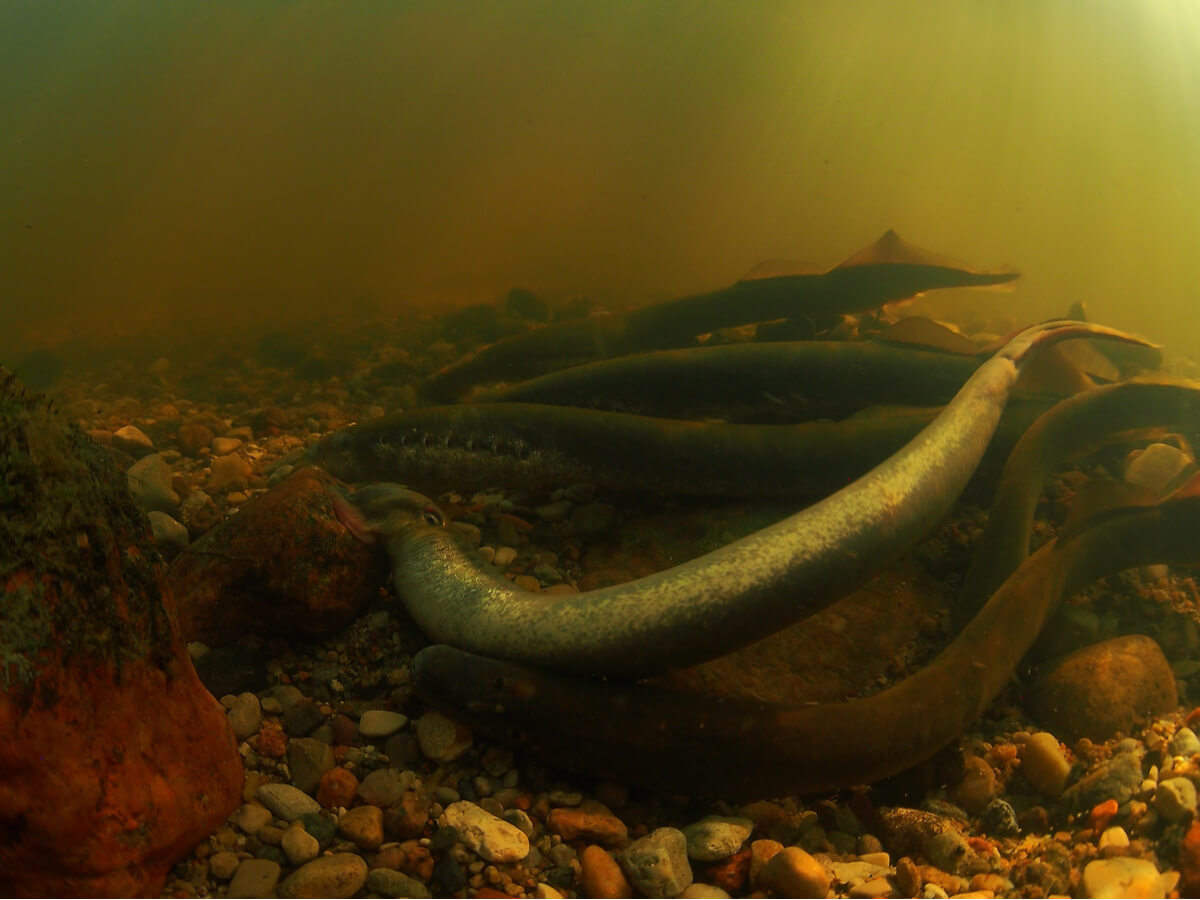 Two agnatha or jawless fish.