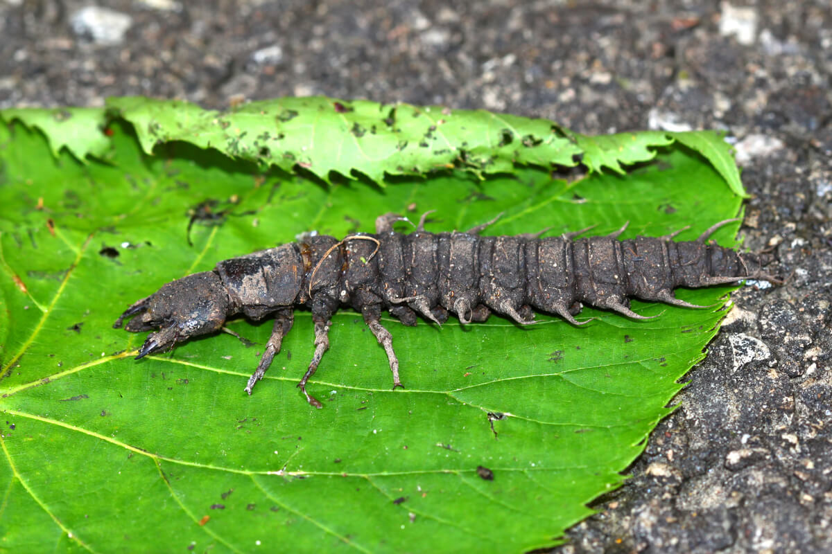 Una larva de insecto de cuerpo entero.