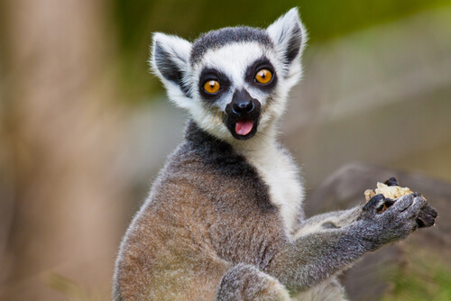 Lemur catta: el lémur de cola anillada.