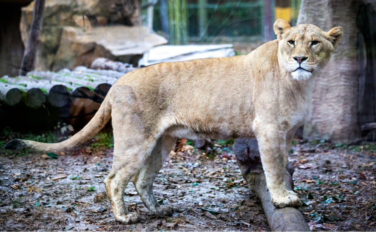 Los ligres son animales híbridos.