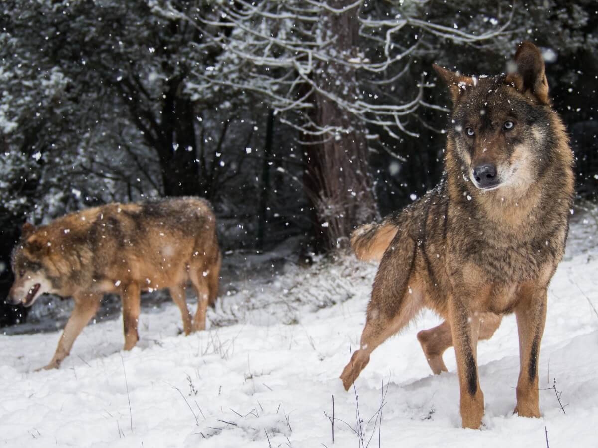 Les loups sont des animaux endothermes.