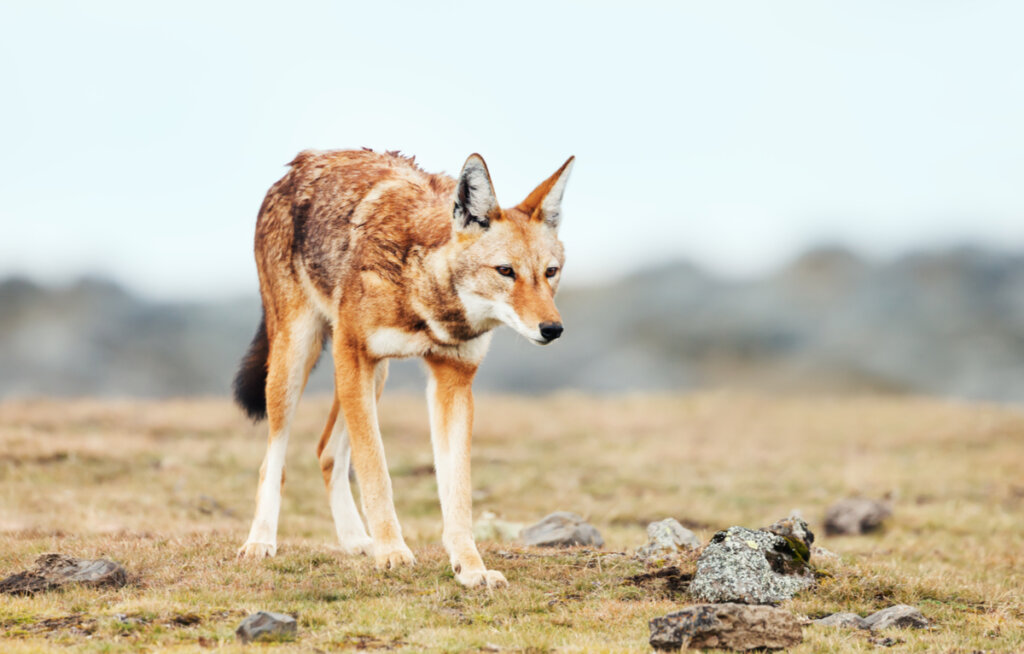 Una de las especies de lobos en peligro de extinción.