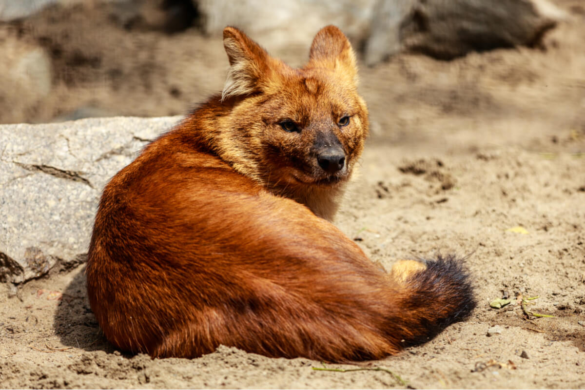 Un loup rouge couché.