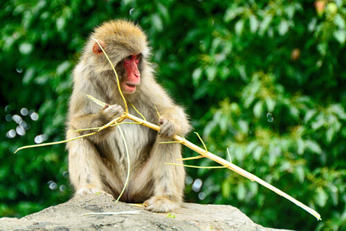 Macaco japonês no zoológico de Ueno.