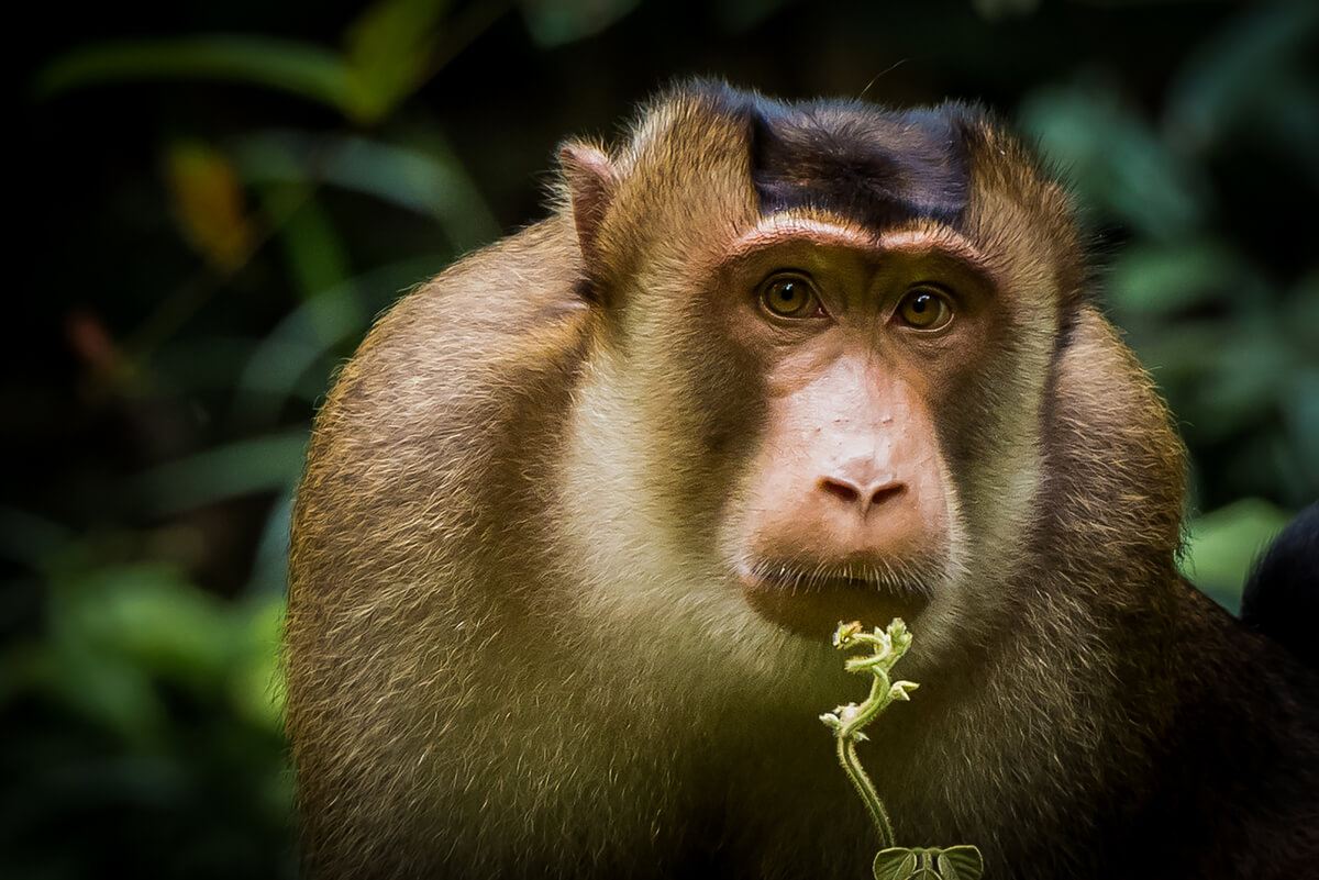 Un macaco che guarda una pianta.
