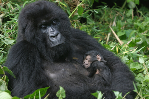 Madre gorila cargando a su cría.