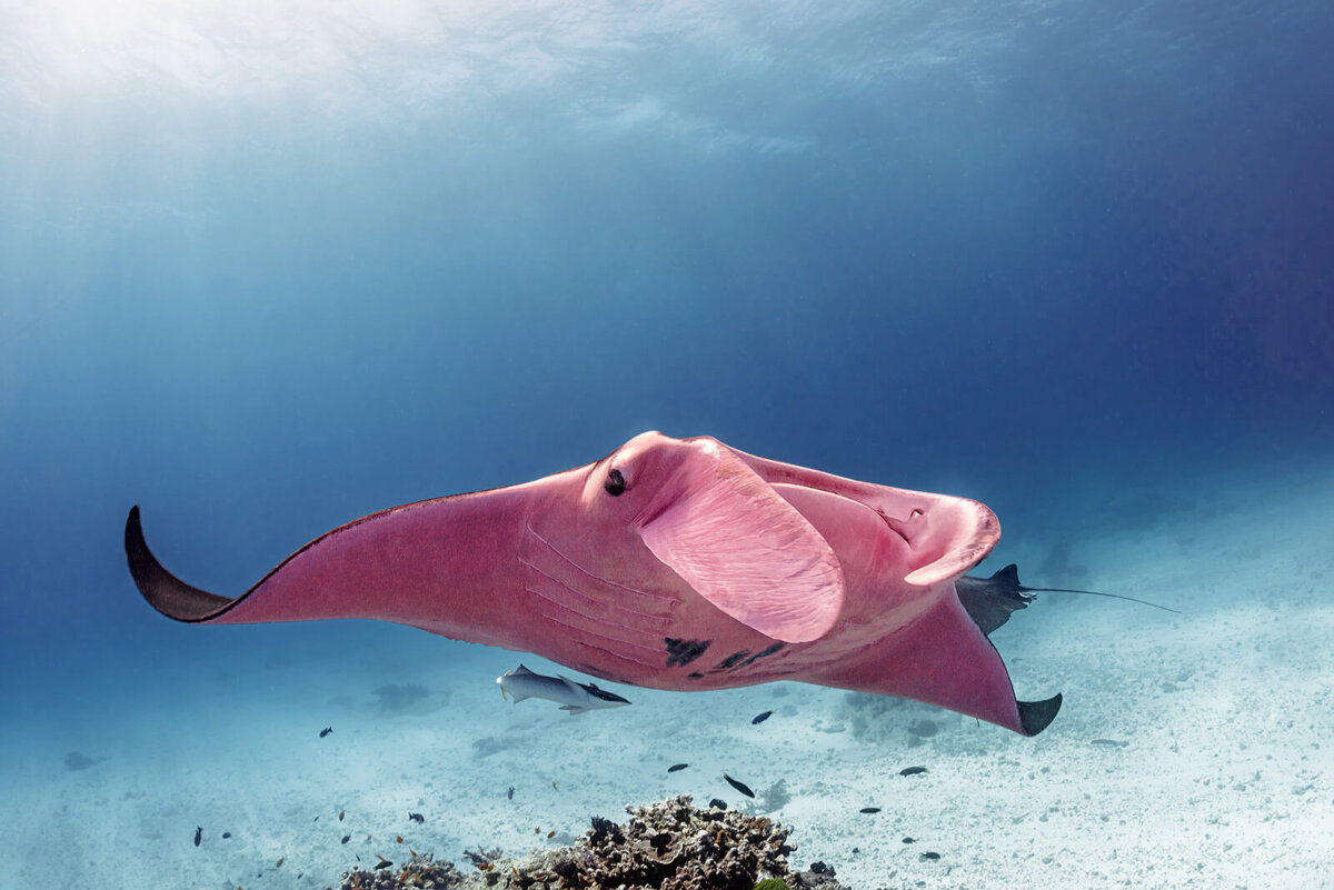 Mantarraya rosa nadando de frente.