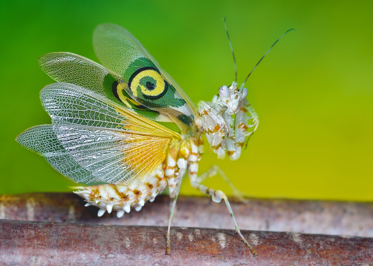 Unas mantis coloridas.