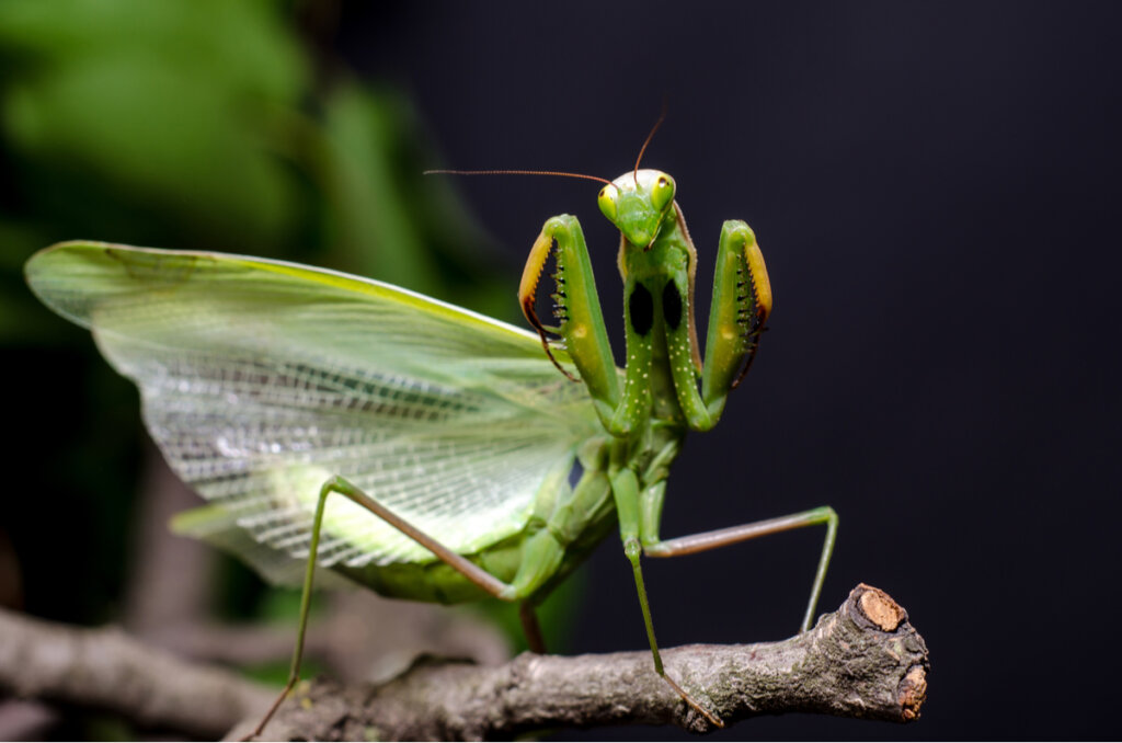 4 Curiosidades Sobre La Mantis Religiosa Mis Animales