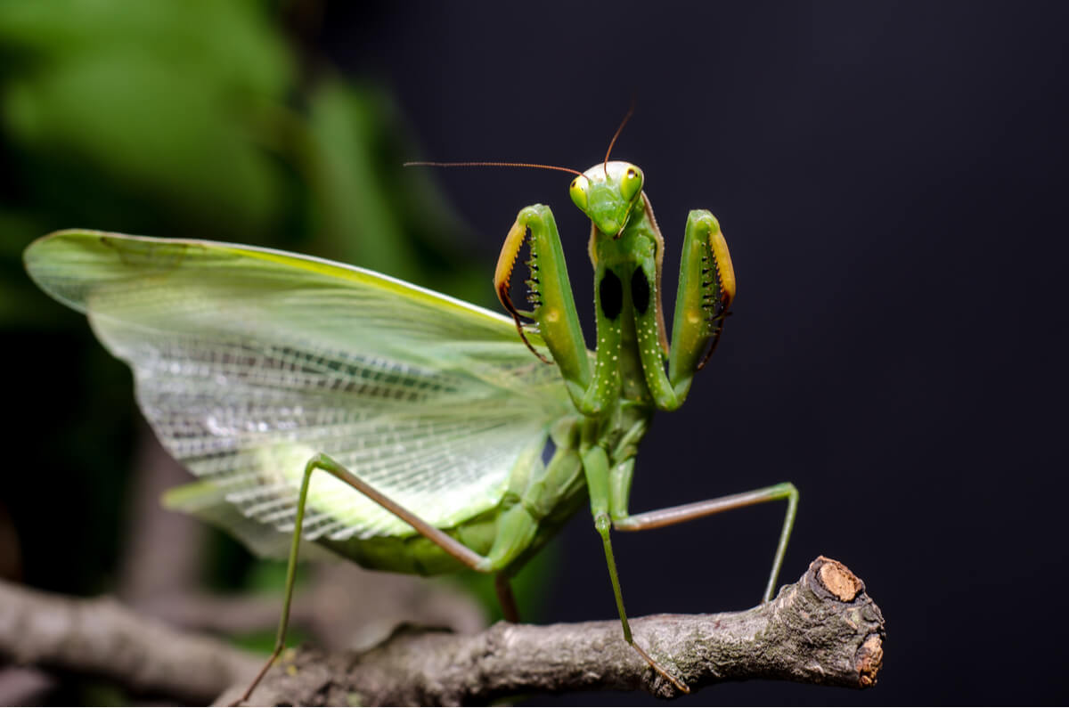 4 curiosidades sobre la mantis religiosa