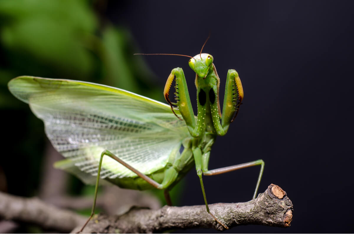 Una mantis religiosa en posición de defensa.