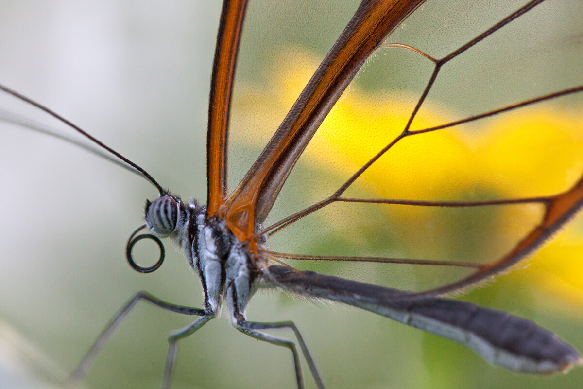Detalle de las alas de una mariposa de cristal.