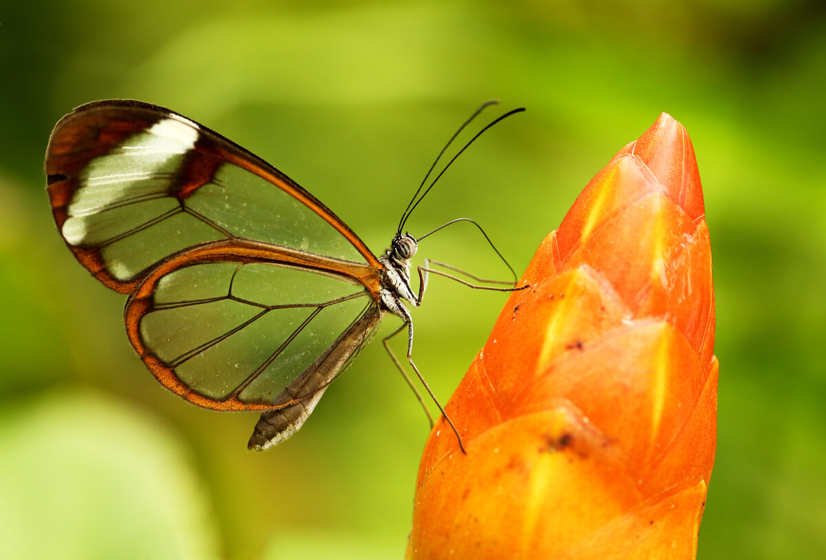 Una mariposa de cristal sobre una flor naranja.
