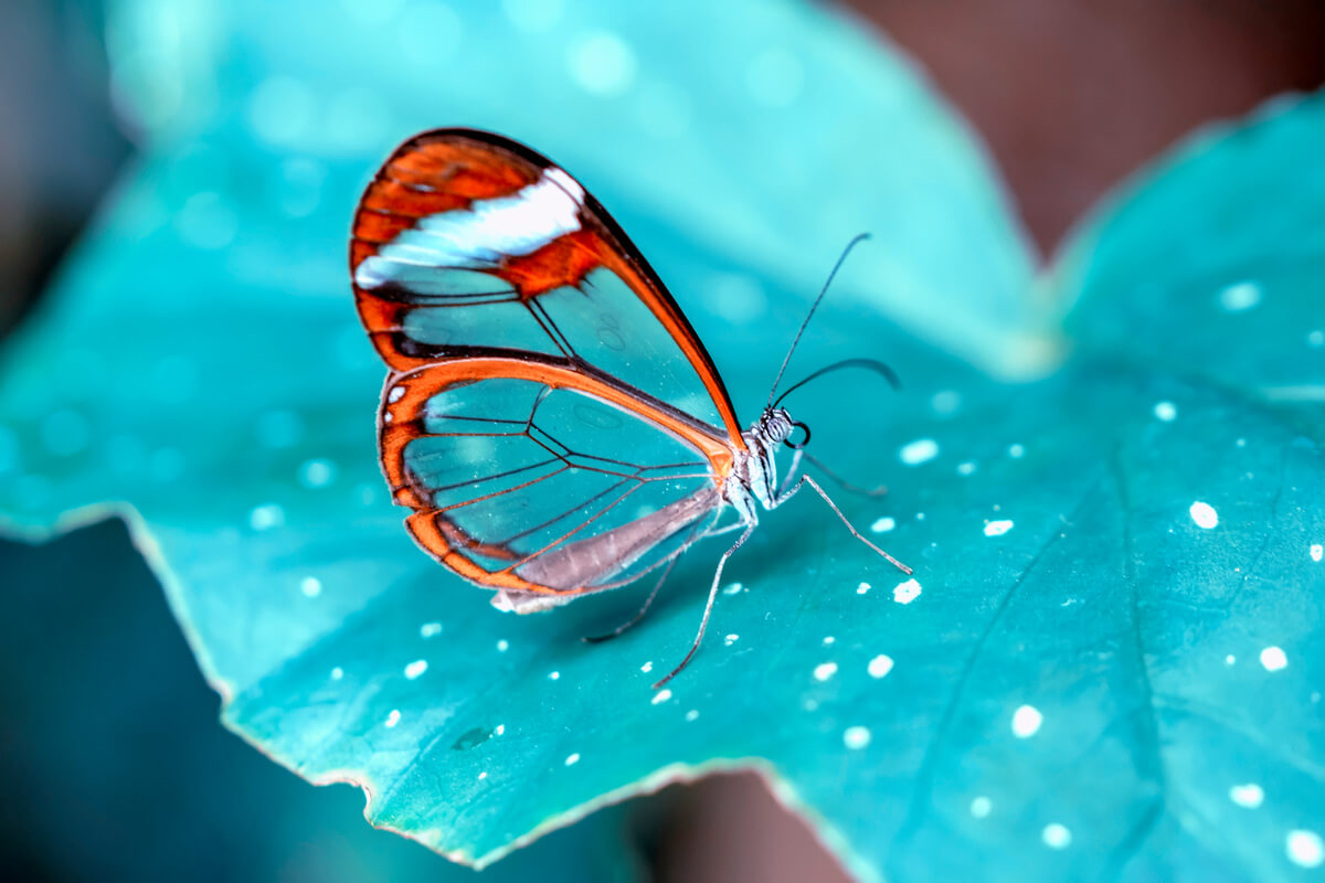 Esta mariposa es uno de los animales que no sabías que existían.