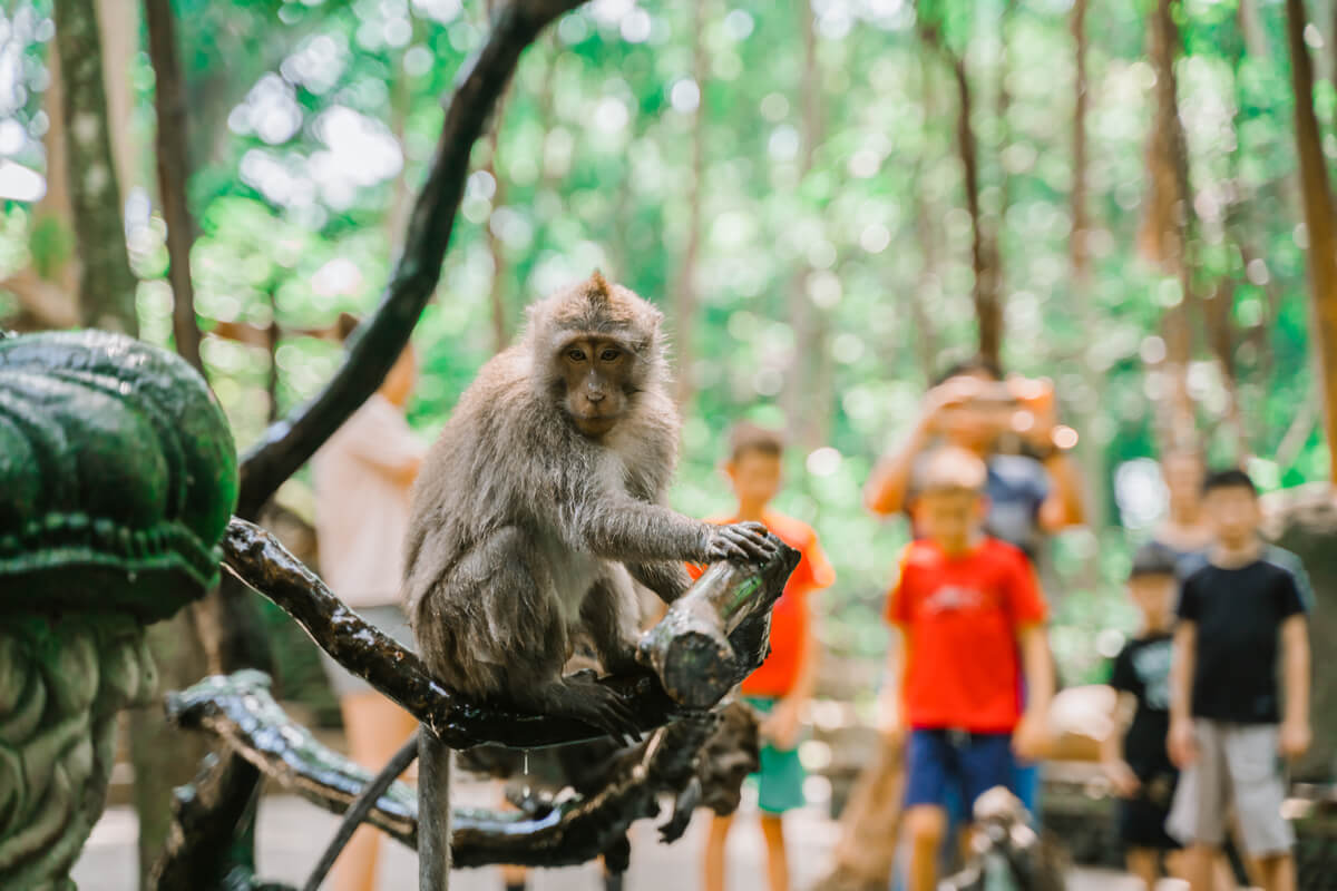 Un mono captivo en un zoo.
