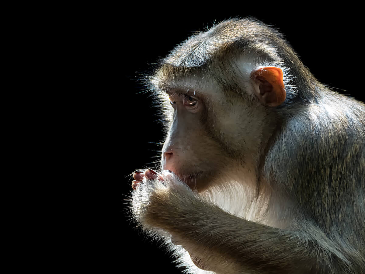 ¿Qué comen los monos? - Mis Animales