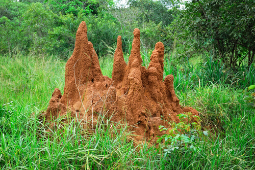 Montículo de termitas en el campo (Uganda).