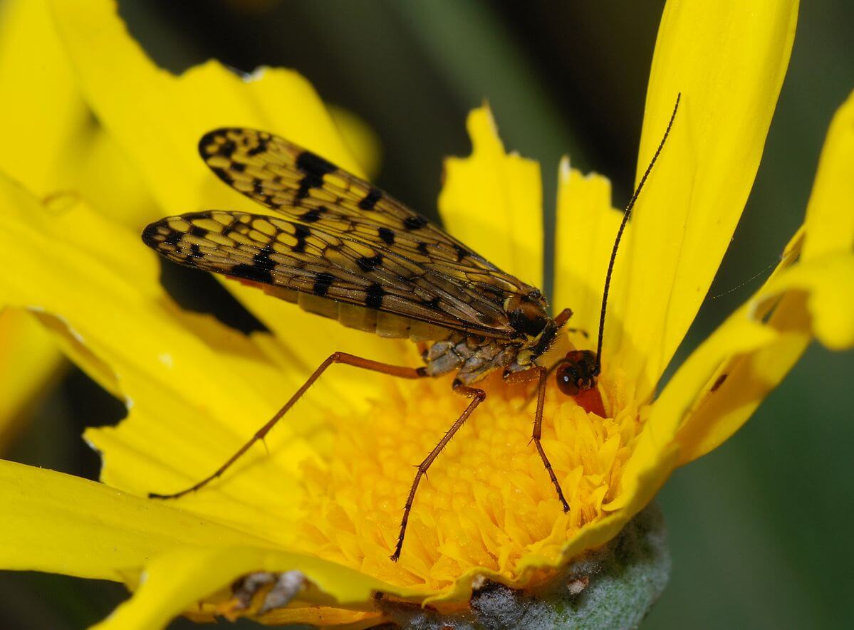 Ejemplar de mosca escorpión sobre una flor.