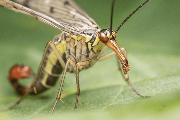 La mosca escorpión