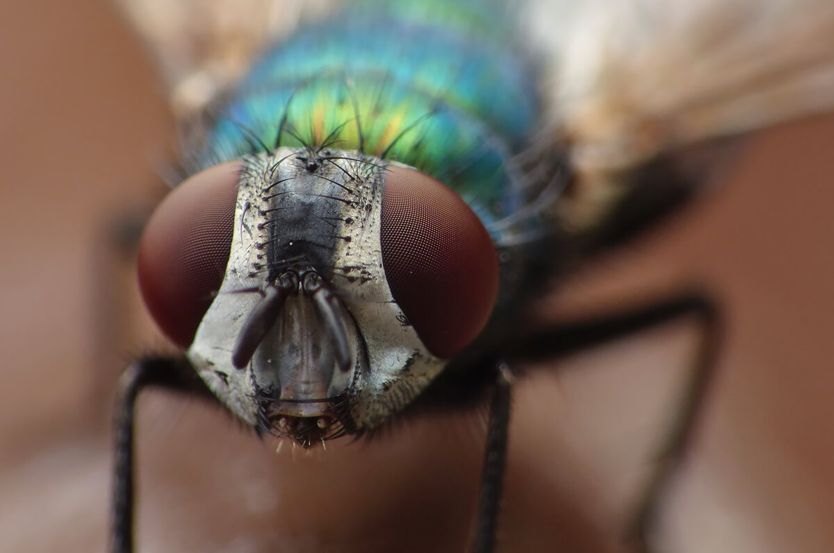 Una mosca de cara.