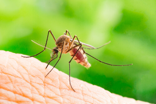 Mosquito Aedes aegypti.