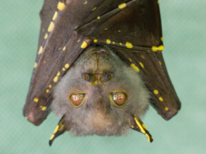 ¿Por qué las enfermedades virales no afectan a los murciélagos?