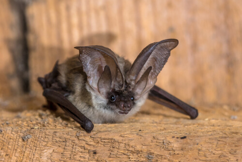 Morcego de orelhas compridas cinza.