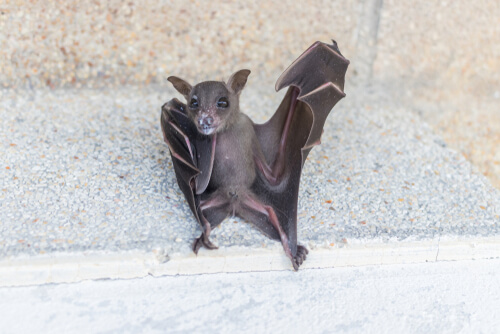 Los murciélagos pueden llegar a vivir una vida muy larga.